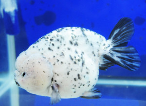 Jenis Ikan Mas Koki dengan Harga tertinggi