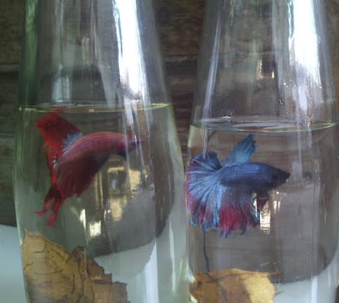 Manfaat Daun Ketapang Untuk Ikan Cupang