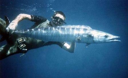 Mancing wahoo dengan teknik trolling