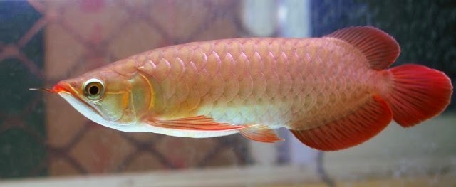 Manfaat Daun Ketapang Untuk Ikan Arwana