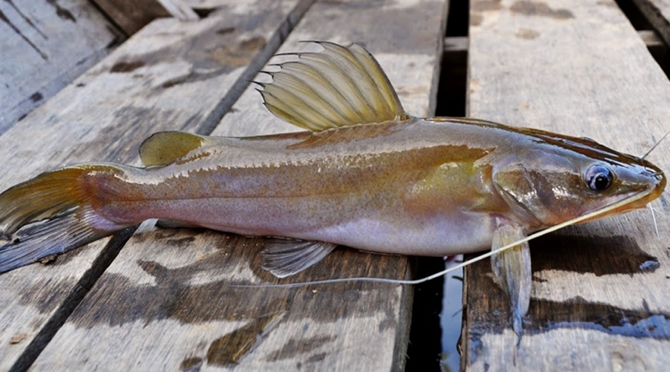 Mancing Baung Menggunakan Umpan Kucur Racikan Sendiri