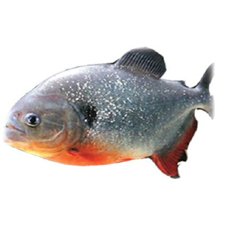 7 racikan pelet untuk umpan bawal