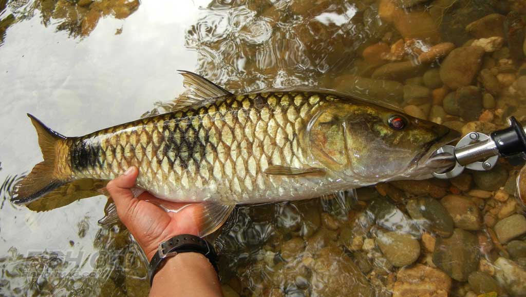 Ikan Hampala Sungai Klawing Purbalingga