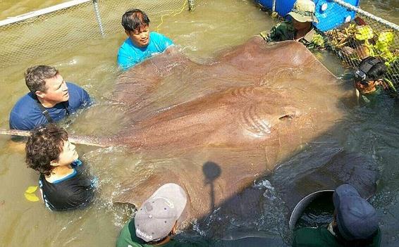 Ikan Pari Terbesar di Dunia