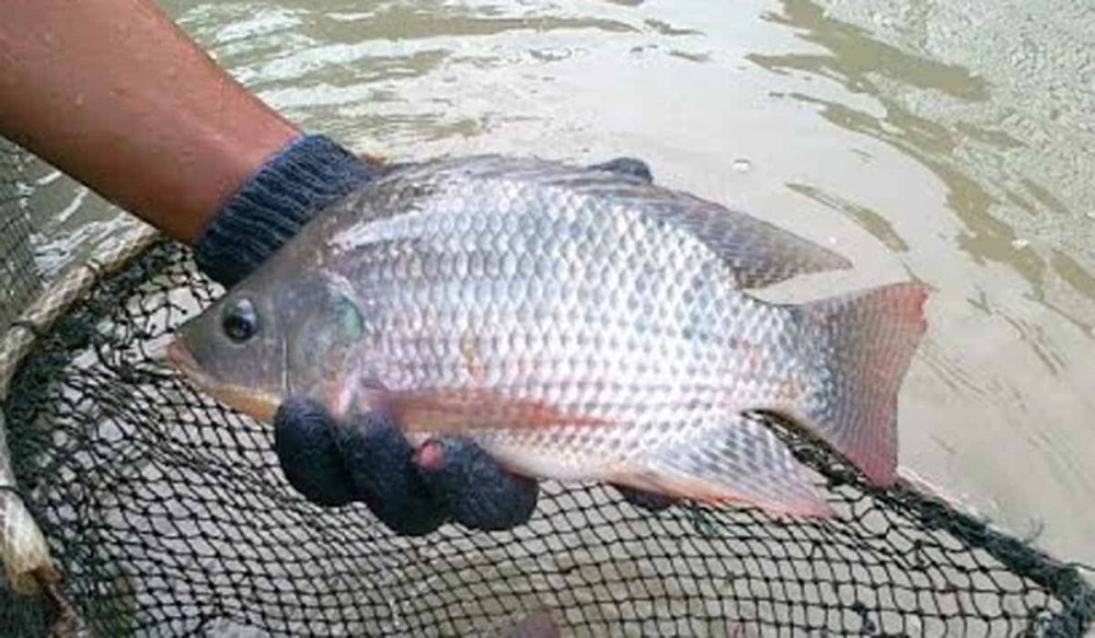 Mengenal Hama Dan Penyakit Ikan Nila
