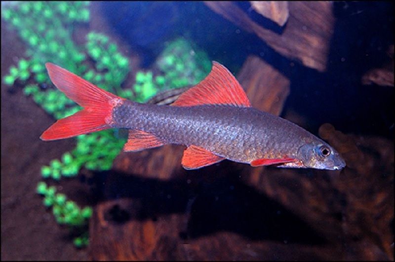 Sifat Ikan Redfin Yang Sesungguhnya