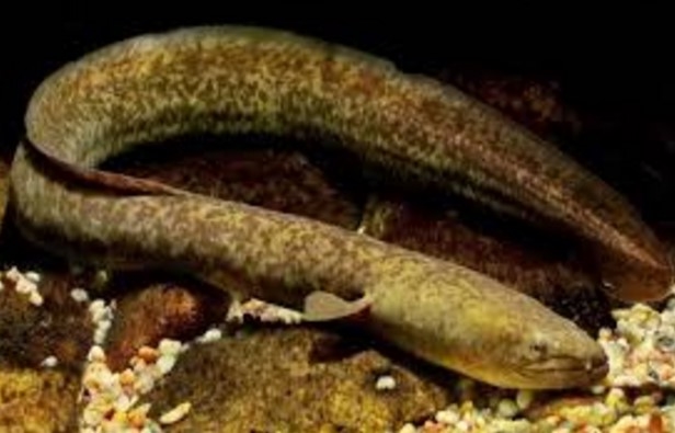 Memancing sidat di daerah Jogja