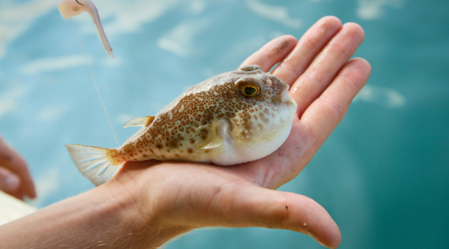 Menghindari Perusakan Pancing Dari Serangan Ikan Buntal