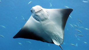 Mengenal Racun Sengatan Ikan Pari