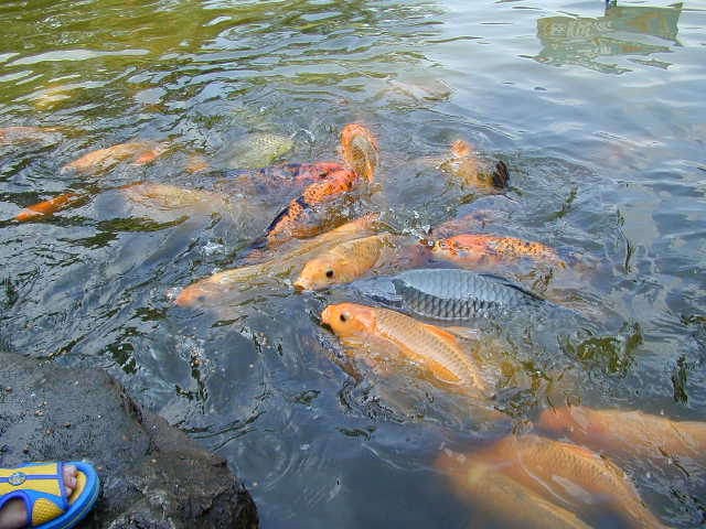 Kenapa Ikan Ogah Makan Lure Kita?