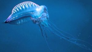 Makhluk Laut Cantik Berbahaya Dan Mematikan