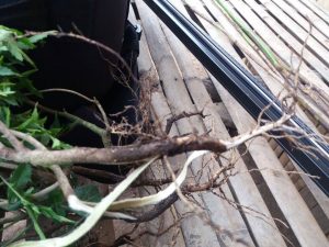 Alat pancing tradisional