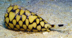 Makhluk Laut Cantik Berbahaya Dan Mematikan