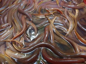 Manfaat dan Khasiat Ikan Belut