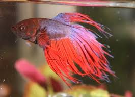 Cara Mengatasi Ikan Cupang yang Tidak Mau Mekar