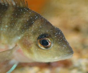 Cara Mengobati Penyakit Ikan White Spot