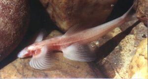 Ikan Yang Bisa Berjalan