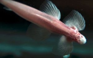 Ikan Yang Bisa Berjalan