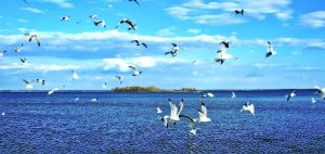 Memanfaatkan Situasi Burung Berkerumun