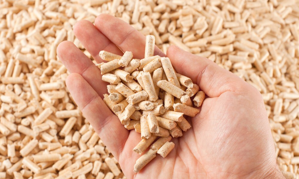 Umpan Ikan Mas versi Pelet