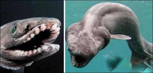 Ikan Dari Zaman Dinosaurus