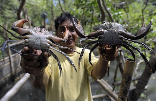 Cara Memancing Kepiting