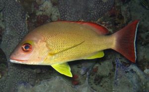 Manfaat dan Khasiat Ikan Beseng-Beseng