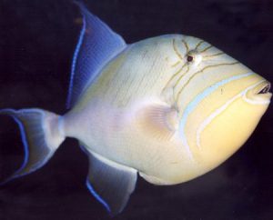 Manfaat dan Khasiat Ikan Etong