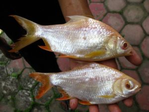 Manfaat dan Khasiat Ikan Kafiat