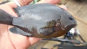 Manfaat dan Khasiat Ikan Kakap Batu