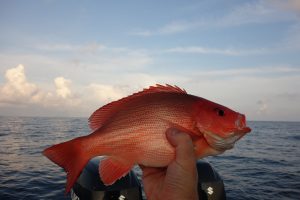 Manfaat Ikan Kakap Kubera