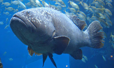 Jenis Jenis Ikan Kerapu