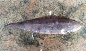 Manfaat dan Khasiat Ikan Lidah