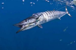 Ikan Pelagis si Jago Berenang
