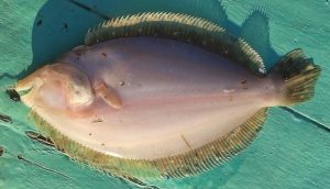 Manfaat Ikan Sebelah