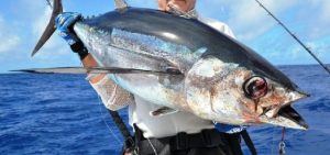 Manfaat dan Khasiat Ikan Sunglir