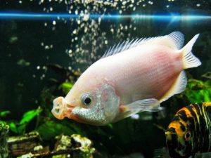 Manfaat dan Khasiat Ikan Tambakan