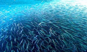 Manfaat dan Khasiat Ikan Air Laut