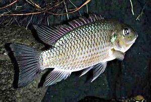 Manfaat dan Khasiat Ikan Air Payau