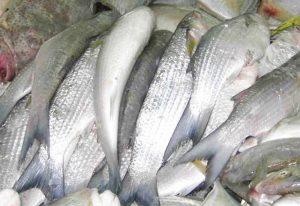 Manfaat dan Khasiat Ikan Air Tawar