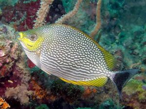 5 Manfaat dan Khasiat Ikan Baronang Angin