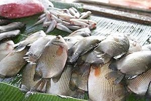 Manfaat dan Khasiat Ikan Biawan
