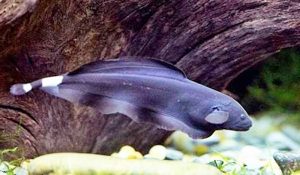 Manfaat dan Khasiat Ikan Black Ghost