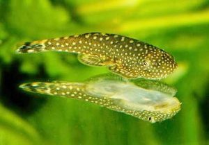 Manfaat dan Khasiat Ikan Borneo Sucker