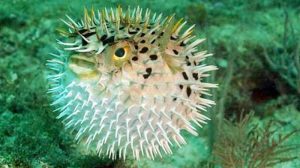 Manfaat dan Khasiat Ikan Buntal Tutul