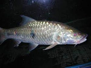 Manfaat dan Khasiat Ikan Cerutu Sirip Putih
