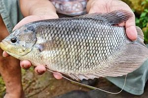 Manfaat dan Khasiat Ikan Gurame Batu