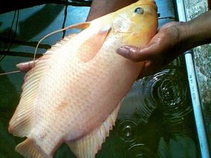 Manfaat dan Khasiat Ikan Gurame Kapas