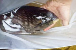 Manfaat dan Khasiat Ikan Gurame Jepun