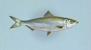 Manfaat dan Khasiat Ikan Haring